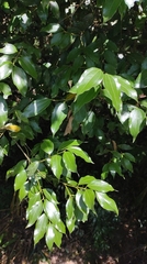Cinnamomum osmophloeum