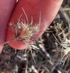 Eriastrum filifolium