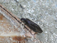 Protosialis americana