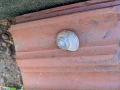 Gastropoda