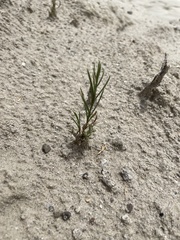 Cordylanthus wrightii