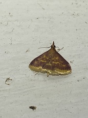 Pyrausta acrionalis