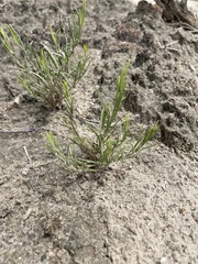 Cordylanthus wrightii