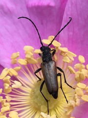 Anastrangalia sanguinea