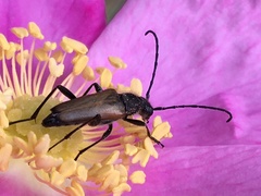 Anastrangalia sanguinea