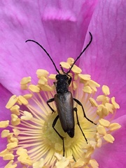 Anastrangalia sanguinea