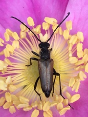 Anastrangalia sanguinea