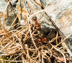Formica truncorum