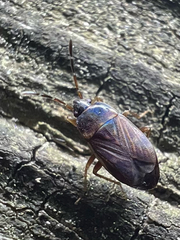 Cryphula trimaculata