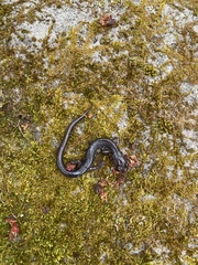 Plethodon wehrlei