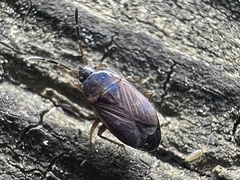 Cryphula trimaculata