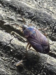 Cryphula trimaculata