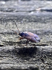 Cryphula trimaculata