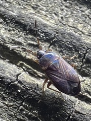 Cryphula trimaculata