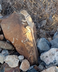 Crotaphytus nebrius