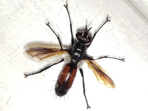 Cylindromyia fumipennis