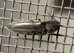 Melanotus americanus