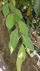 Ficus virgata