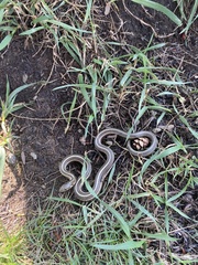 Thamnophis brachystoma