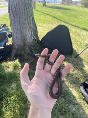 Thamnophis brachystoma