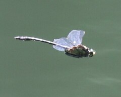 Dromogomphus spinosus