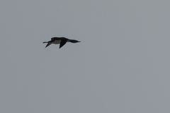 Gavia stellata