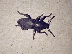 Orimodema protracta