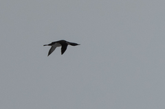 Gavia stellata
