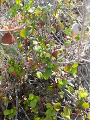 Ribes viburnifolium