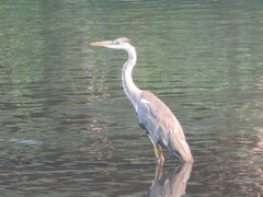 Ardea cinerea