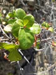 Ribes viburnifolium