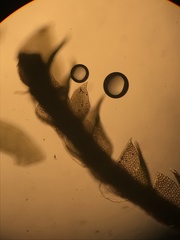 Sphenolobopsis pearsonii