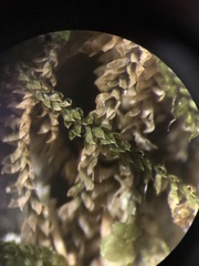 Sphenolobopsis pearsonii