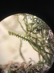 Sphenolobopsis pearsonii