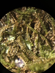 Sphenolobopsis pearsonii
