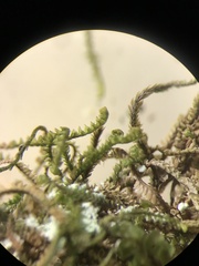 Sphenolobopsis pearsonii