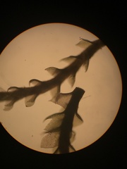 Sphenolobopsis pearsonii