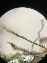 Sphenolobopsis pearsonii