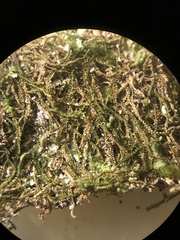Sphenolobopsis pearsonii