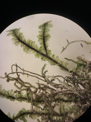 Sphenolobopsis pearsonii