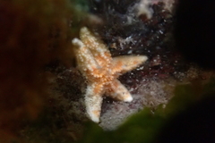 Evasterias troschelii