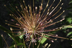 Allium schubertii