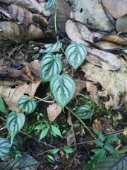 Philodendron brandtianum