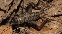 Gryllus genovesa