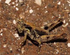 Halmenus robustus