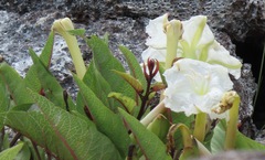 Ipomoea habeliana