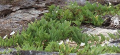 Ipomoea habeliana