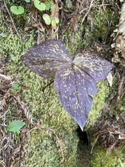 Trillium ovatum