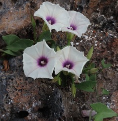 Ipomoea incarnata