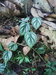Philodendron brandtianum